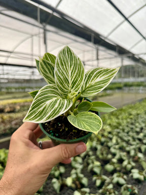 4" Philodendron ‘Birkin’ Canopy Plant Co.