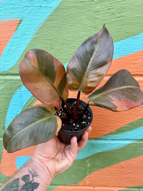 4" Philodendron ‘Black Cardinal’ variegated Canopy Plant Co.