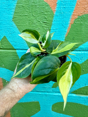 4” Philodendron ‘Cream Splash’ - Canopy Plant Co.