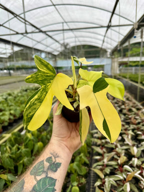 4” Philodendron ‘Florida Beauty’ - Canopy Plant Co.