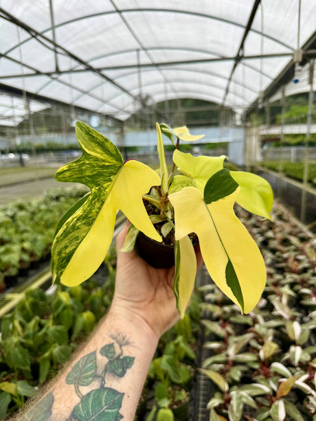 4” Philodendron ‘Florida Beauty’ Canopy Plant Co.