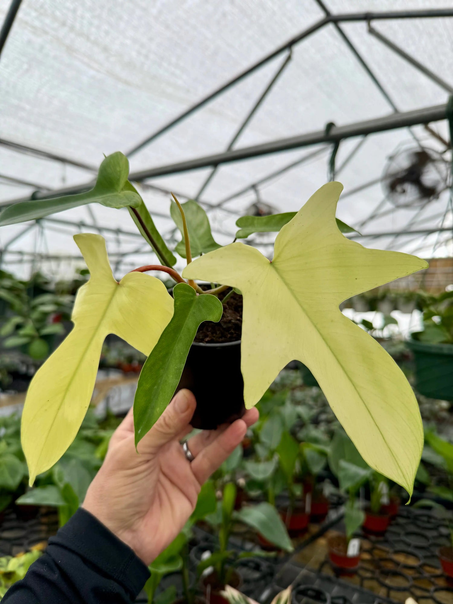4” Philodendron ‘Florida Ghost’ Canopy Plant Co.