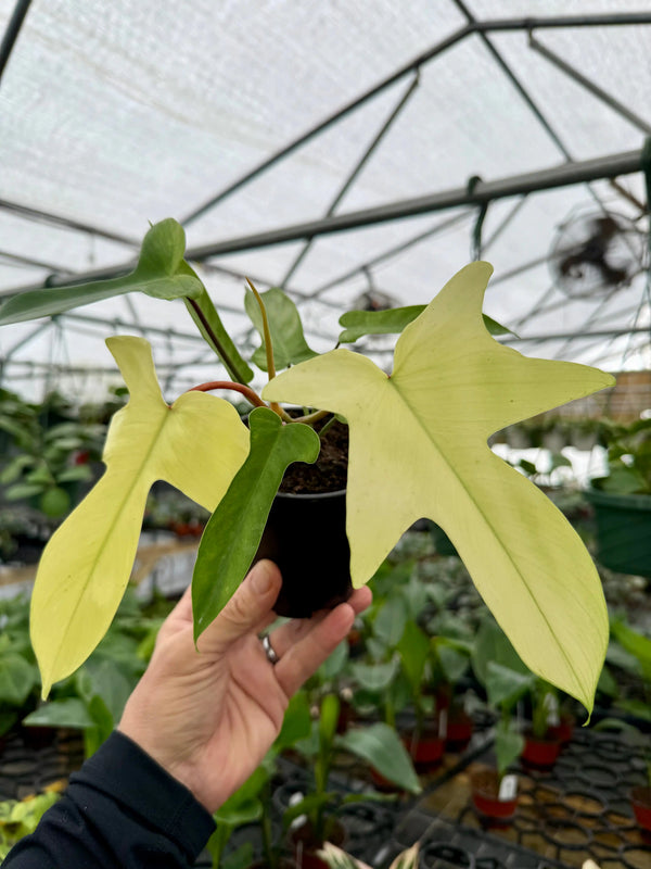 4” Philodendron ‘Florida Ghost’ Canopy Plant Co.