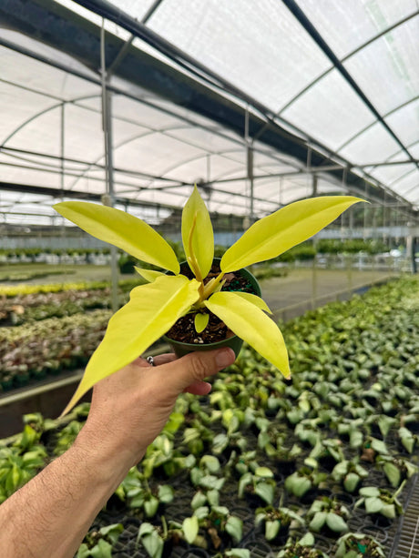 4" Philodendron ‘Golden Saw’ ('Jungle Boogie' aurea/‘Golden Crocodile’) - Canopy Plant Co.