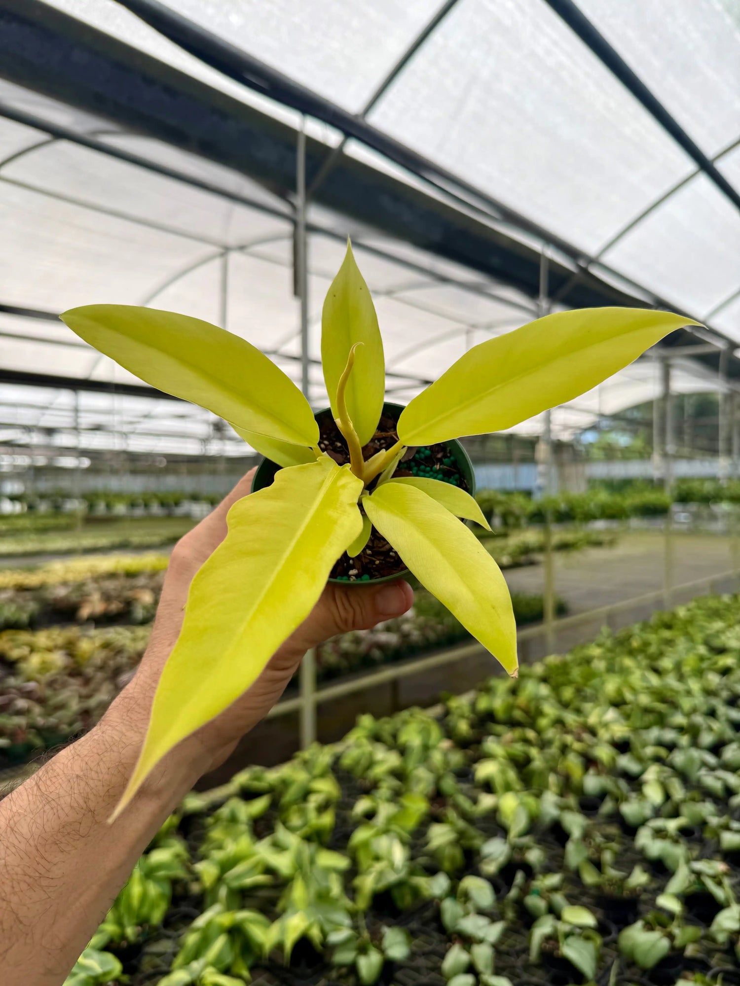 4" Philodendron ‘Golden Saw’ ('Jungle Boogie' aurea/‘Golden Crocodile’) - Canopy Plant Co.