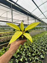 4" Philodendron ‘Golden Saw’ ('Jungle Boogie' aurea/‘Golden Crocodile’) Canopy Plant Co.