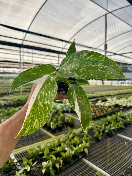 4" Philodendron ‘Jose Buono’ - Canopy Plant Co.