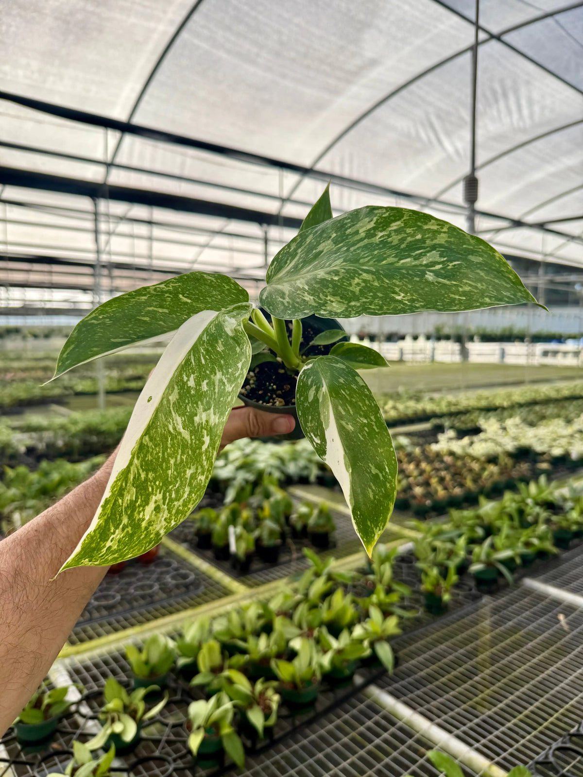 4_Philodendron_Jose_Buono_Cano