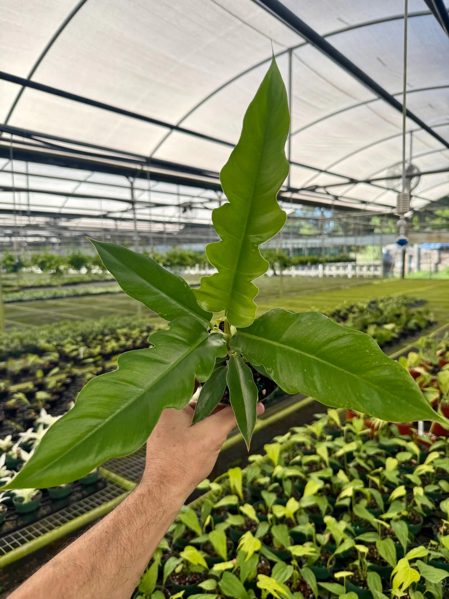 4" Philodendron ‘Jungle Boogie’ - Canopy Plant Co.