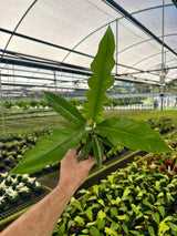 4" Philodendron ‘Jungle Boogie’ Canopy Plant Co.