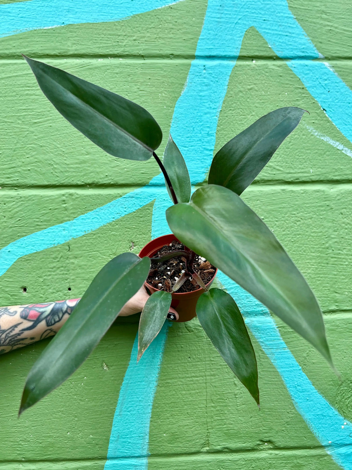 4” Philodendron ‘Majesty’ -  Canopy Plant Co.
