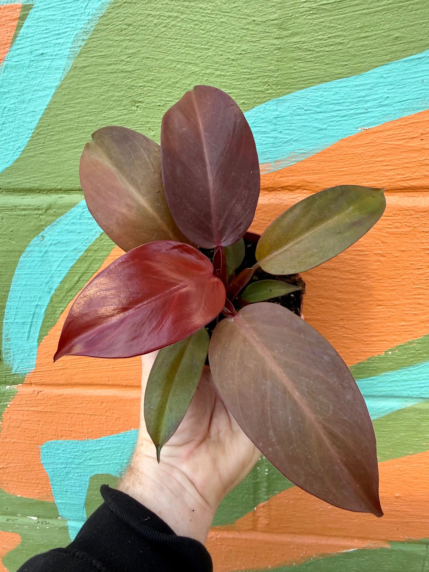 4" Philodendron 'McColley's Finale' - Canopy Plant Co.