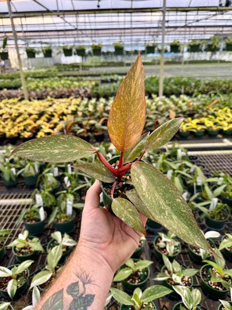 4” Philodendron 'Orange Princess cv. Sun Spot' -  Canopy Plant Co.