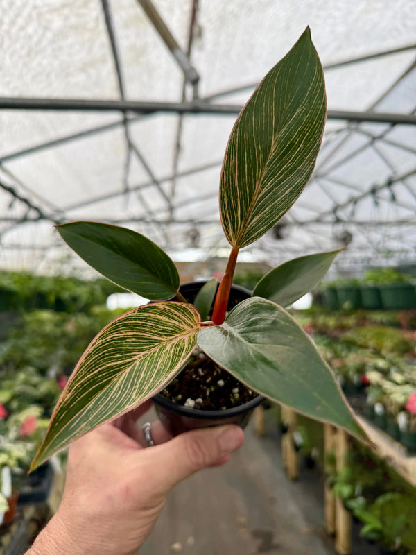 Healthy 4-inch Philodendron Pink Birkin plant with vibrant pink and green variegated leaves, potted in a black container.