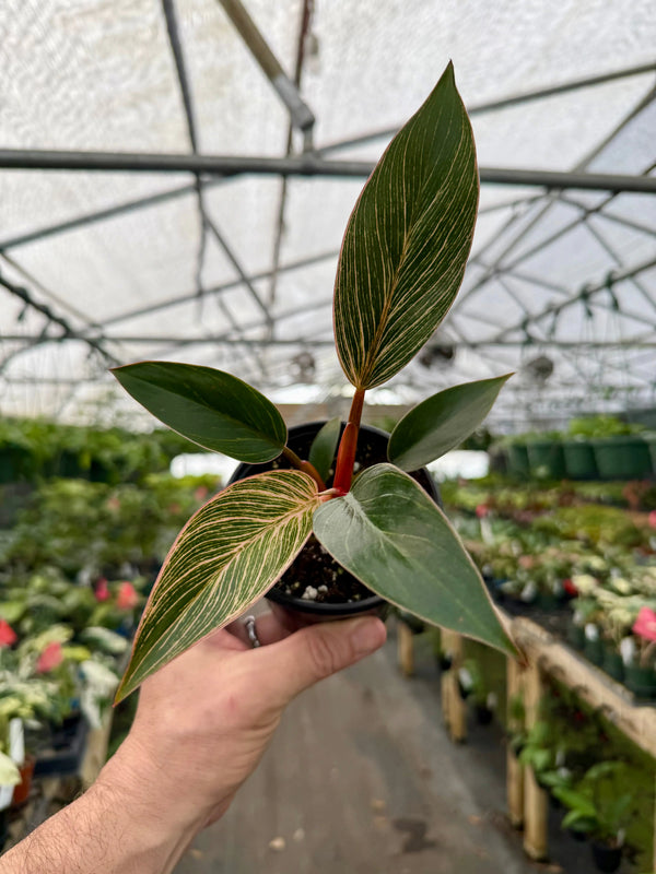 Healthy 4-inch Philodendron ‘Pink Birkin’ plant with vibrant pink and green leaves, from Canopy Plant Co.