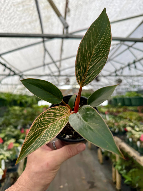 Healthy 4-inch Philodendron Pink Birkin plant with vibrant pink and green leaves, potted in a black container.
