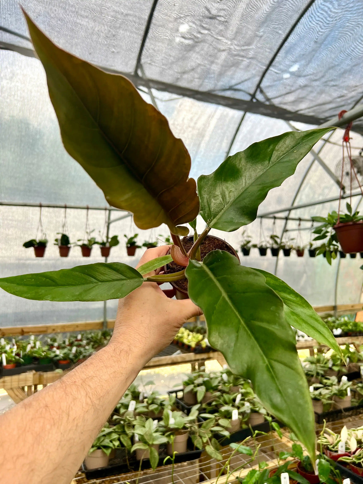 4" Philodendron Pluto ‘Choco Empress’ Canopy Plant Co.
