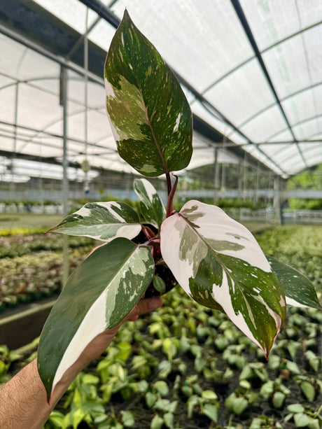 4" Philodendron ‘Red Anderson’ -  Canopy Plant Co.