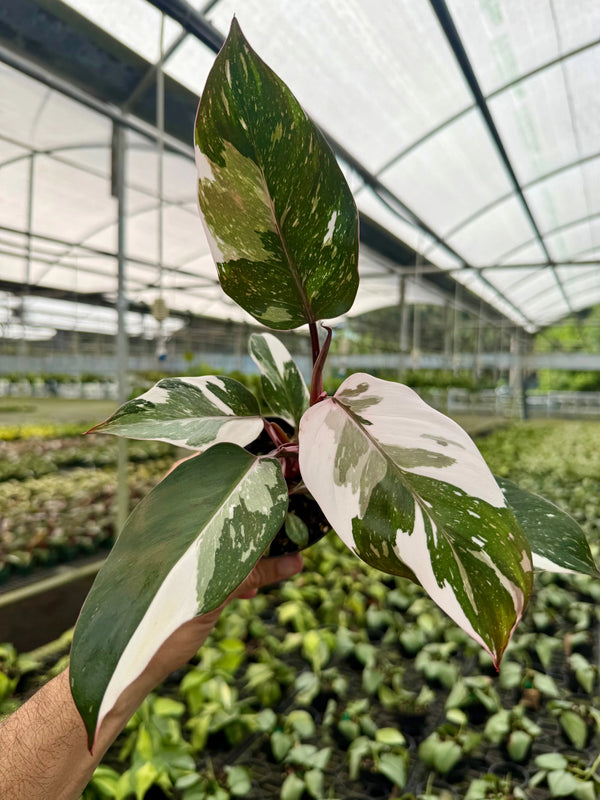 Healthy 4-inch Philodendron ‘Red Anderson’ plant with vibrant red and green leaves, potted in a small container.