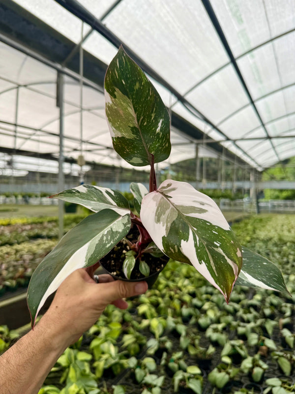 Healthy 4-inch Philodendron ‘Red Anderson’ plant with vibrant red and green foliage from Canopy Plant Co.