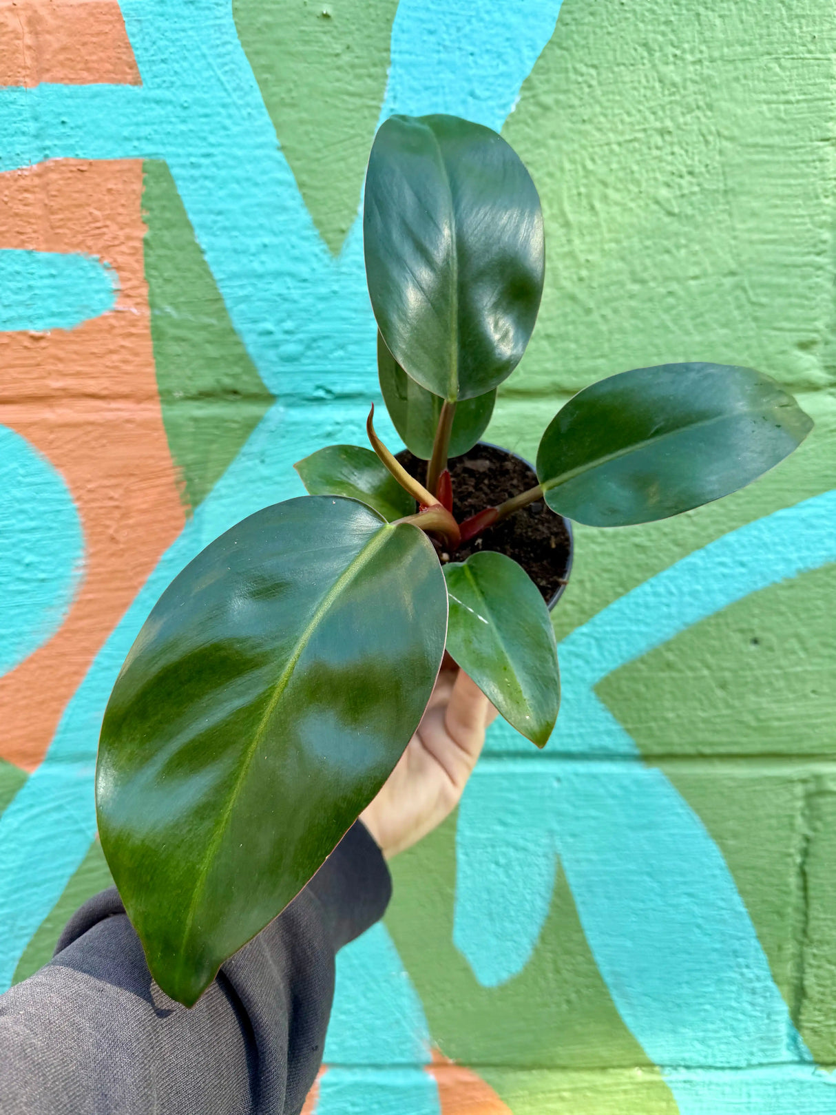4" Philodendron ‘Red Congo’ Canopy Plant Co.