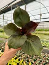 4" Philodendron ‘Red Heart’ - Canopy Plant Co.