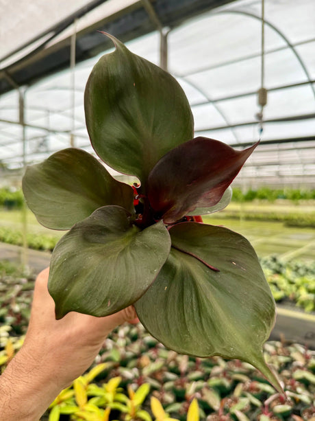 4" Philodendron ‘Red Heart’ - Canopy Plant Co.