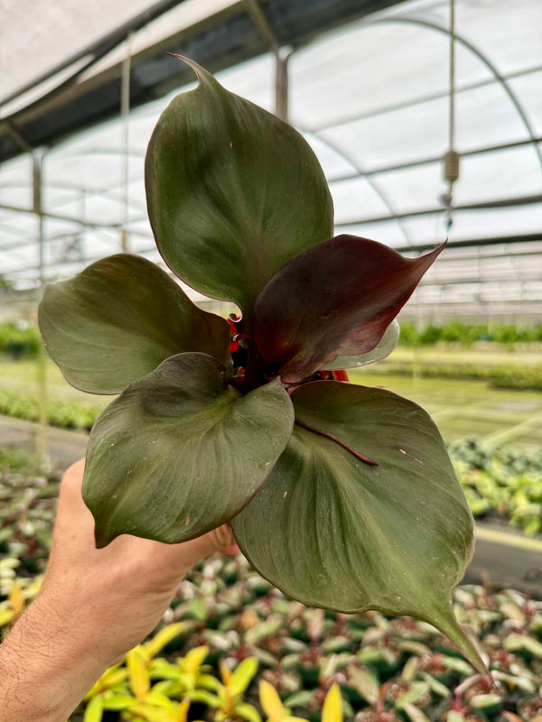 Healthy 4-inch Philodendron ‘Red Heart’ plant with vibrant red and green leaves, from Canopy Plant Co.
