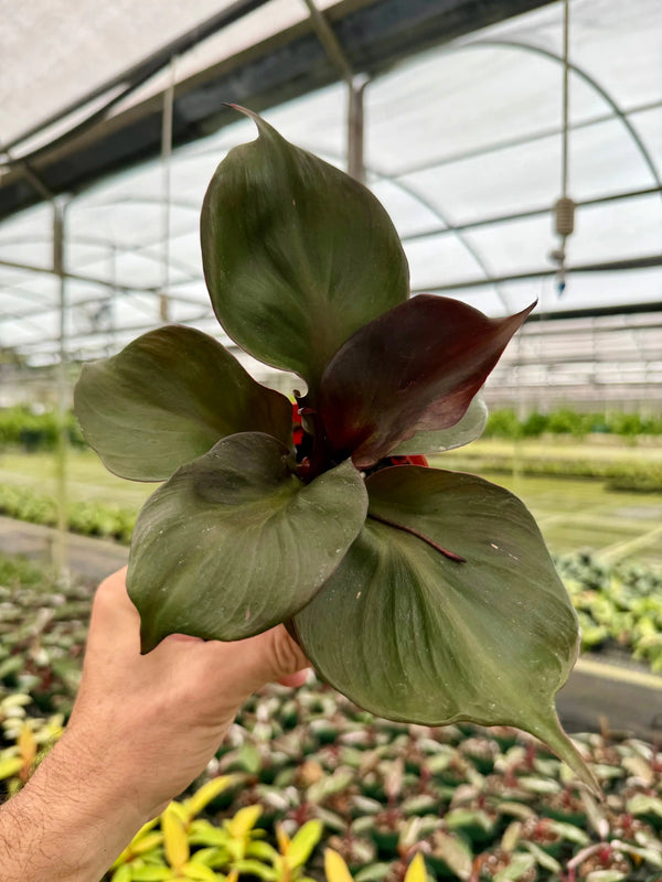 Healthy 4-inch Philodendron ‘Red Heart’ plant with vibrant red and green leaves from Canopy Plant Co.