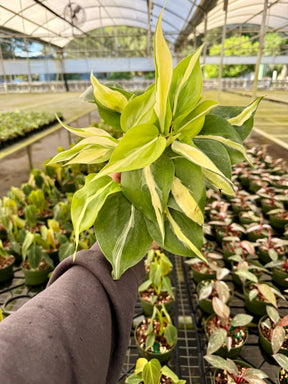 4" Philodendron ‘Silver Stripe’ - Canopy Plant Co.