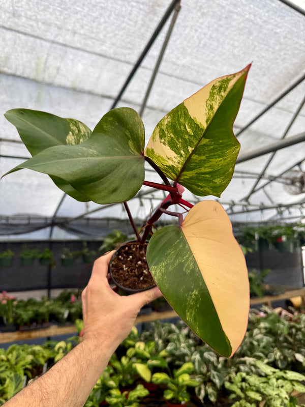 Healthy 4-inch Philodendron 'Strawberry Shake' plant with vibrant, variegated green and pink leaves from Canopy Plant Co.