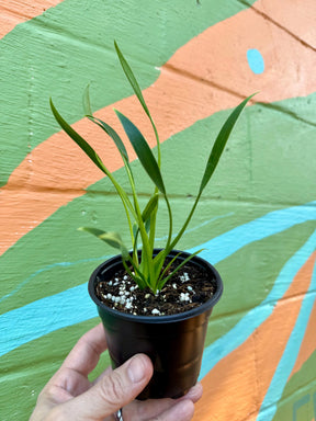 4" Philodendron 'Sucre Slim' Canopy Plant Co.