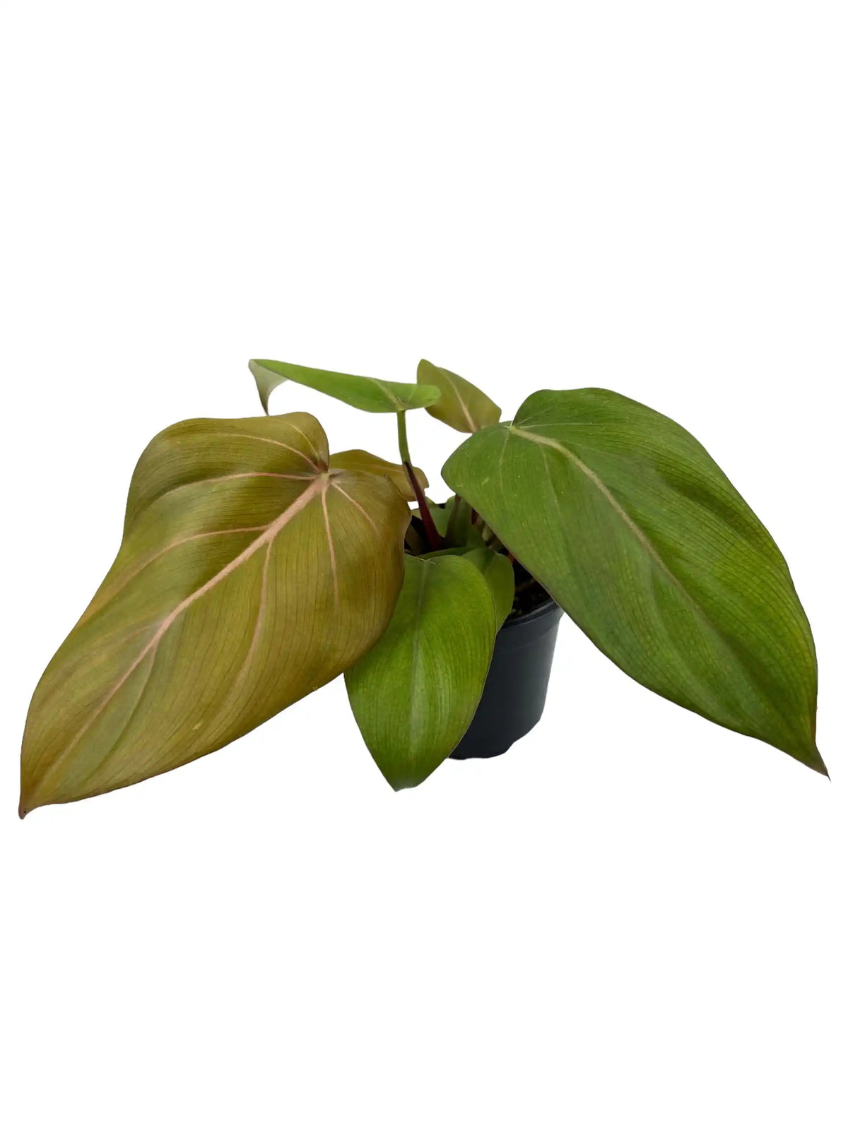Potted 4-inch Philodendron Summer Glory houseplant with large green leaves, from Canopy Plant Co.