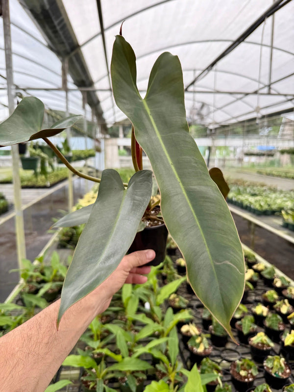 4" Philodendron atabapoense - Canopy Plant Co.