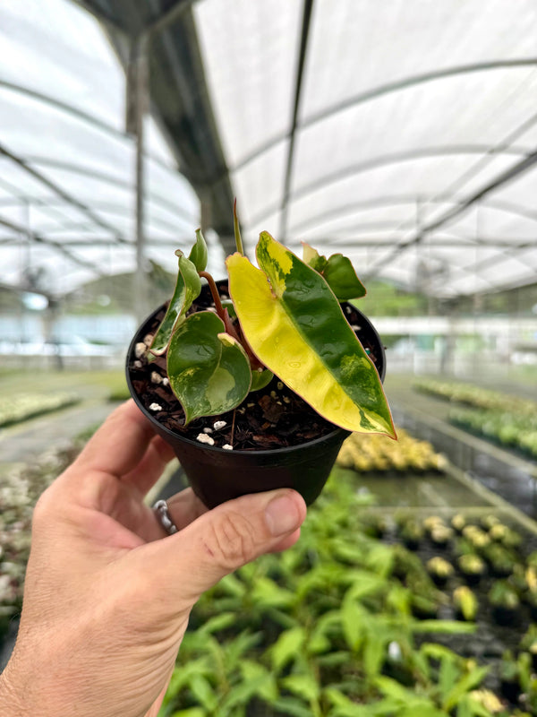 Variegated 4-inch Philodendron billietiae starter plant from Canopy Plant Co., showing lush green and variegated leaves