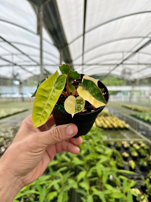 Variegated 4-inch Philodendron billietiae plant starter by Canopy Plant Co. with lush green and creamy variegation leaves.