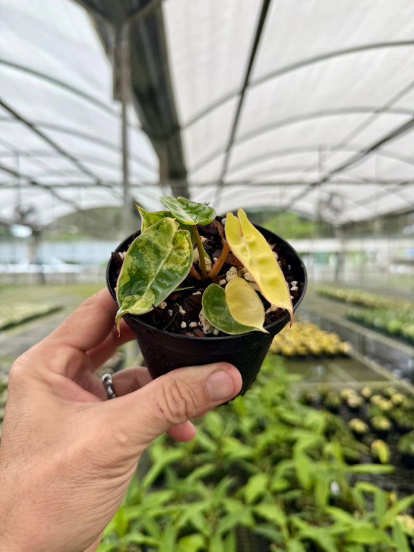 Variegated 4-inch Philodendron billietiae starter plant by Canopy Plant Co. with lush green and variegated leaves.