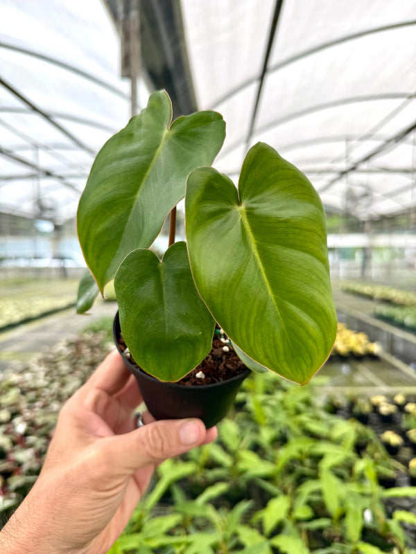 Healthy 4-inch Philodendron billietiae x pastazanum plant with vibrant green leaves, cultivated by Canopy Plant Co.