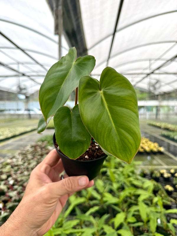 Healthy 4-inch Philodendron billietiae x pastazanum plant with vibrant green leaves, cultivated by Canopy Plant Co.
