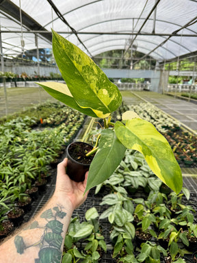 4” Philodendron domesticum variegated -  Canopy Plant Co.