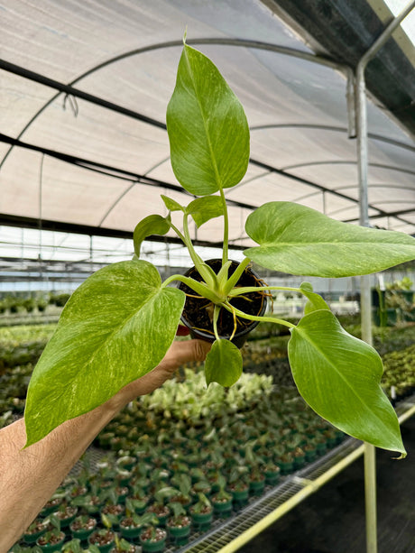 4” Philodendron giganteum variegated 'Blizzard' -  Canopy Plant Co.