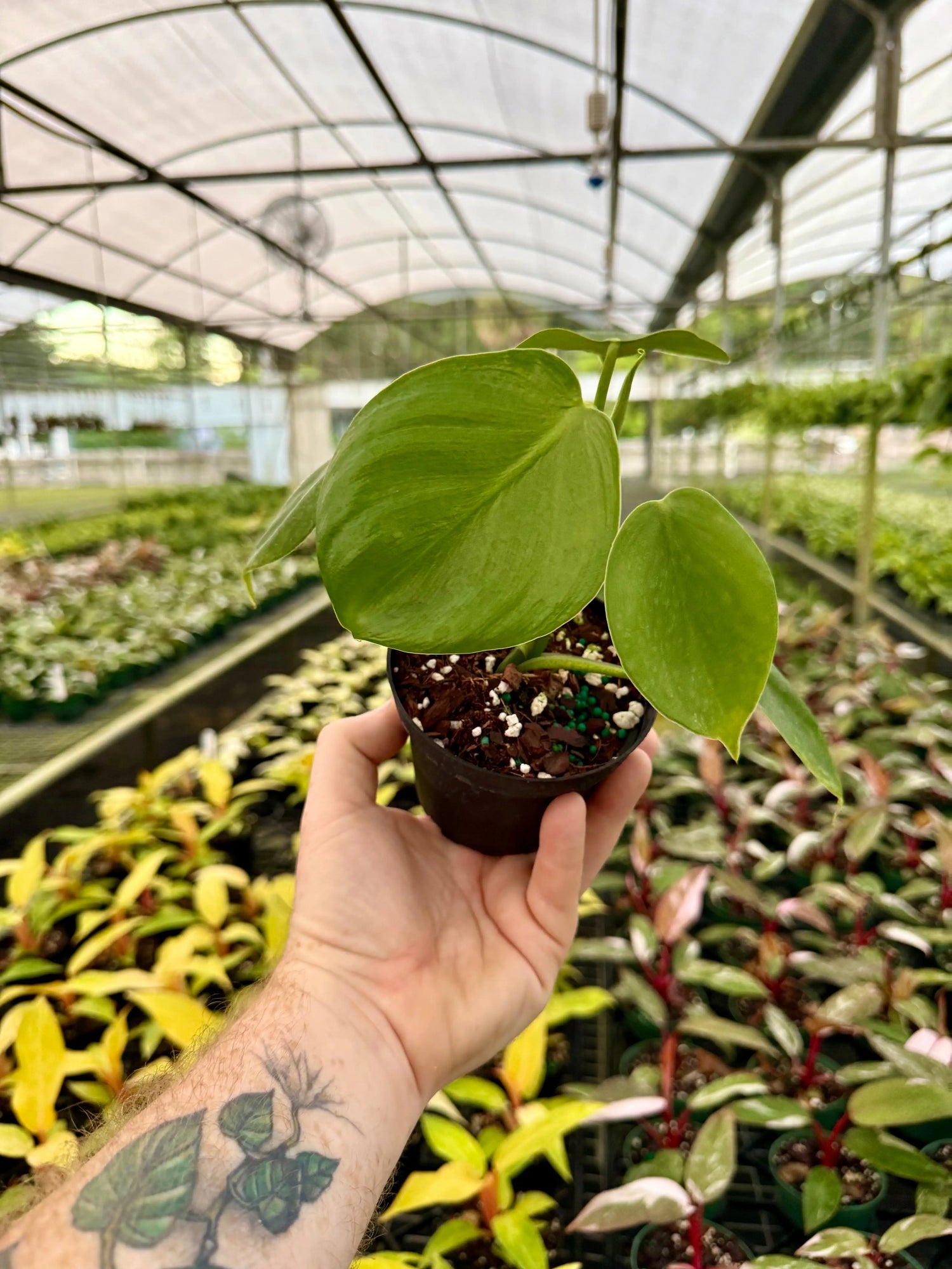 4" Philodendron grazilae 'Sparkling Heart' -  Canopy Plant Co.