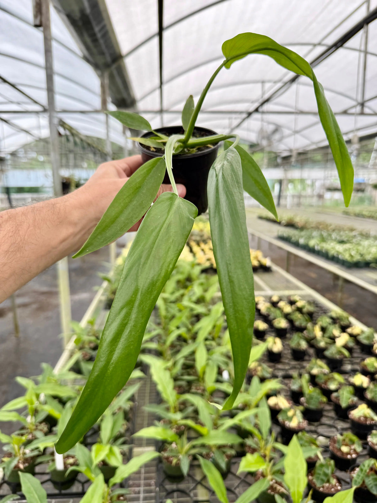 p.holtonianum フィロデンドロン　ホルトニアナム 4” Philodendron holtonianum | Canopy Plant Co.