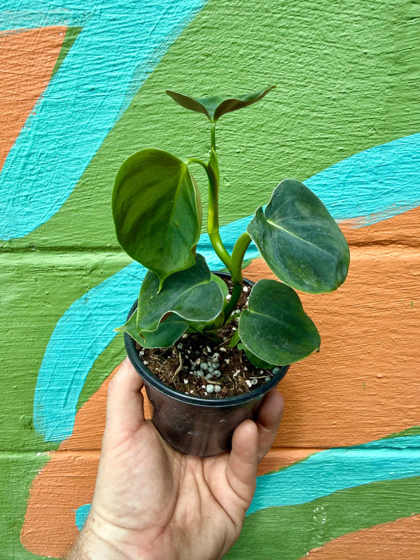 Healthy 4-inch Philodendron lupinum plant from Canopy Plant Co. with lush green leaves in a modern pot.