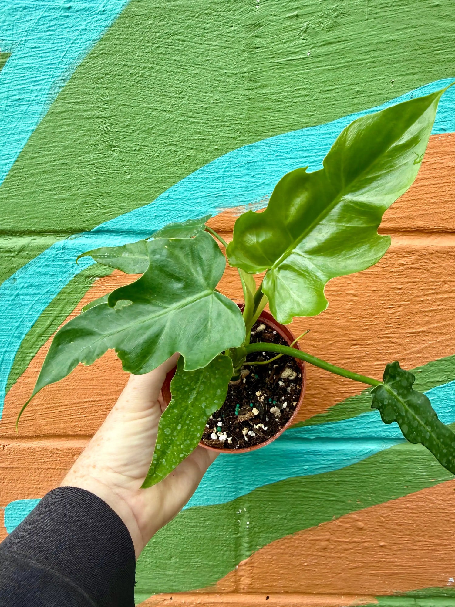 4” Philodendron mayoi - Canopy Plant Co.
