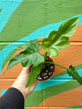 4” Philodendron mayoi Canopy Plant Co.