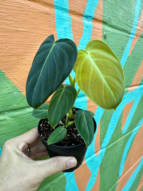 4" Philodendron melanochrysum - Canopy Plant Co.
