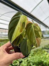 4" Philodendron melanochrysum variegated Canopy Plant Co.