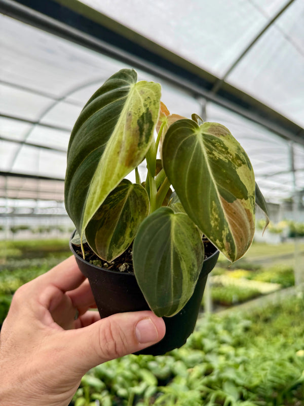 4" Philodendron melanochrysum variegated Canopy Plant Co.
