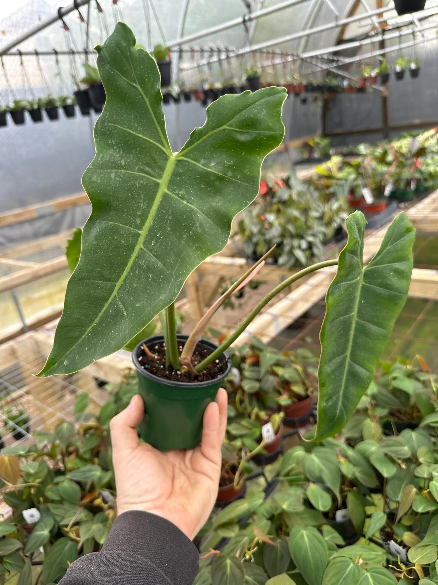 4" Philodendron radiatum x billietiae -  Canopy Plant Co.